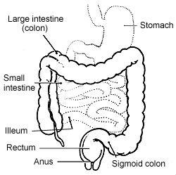 Digestion of Craplets