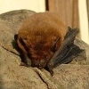 hibernating_bat